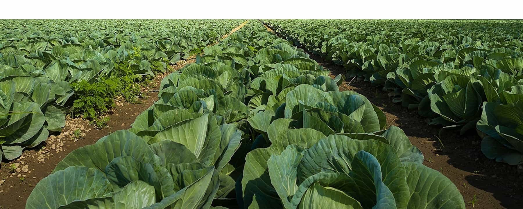 A field of green lettuce